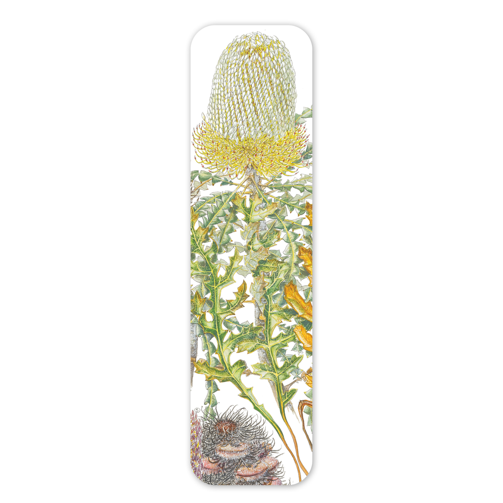 Studio Nikulinsky Bookmark: Showy Banksia