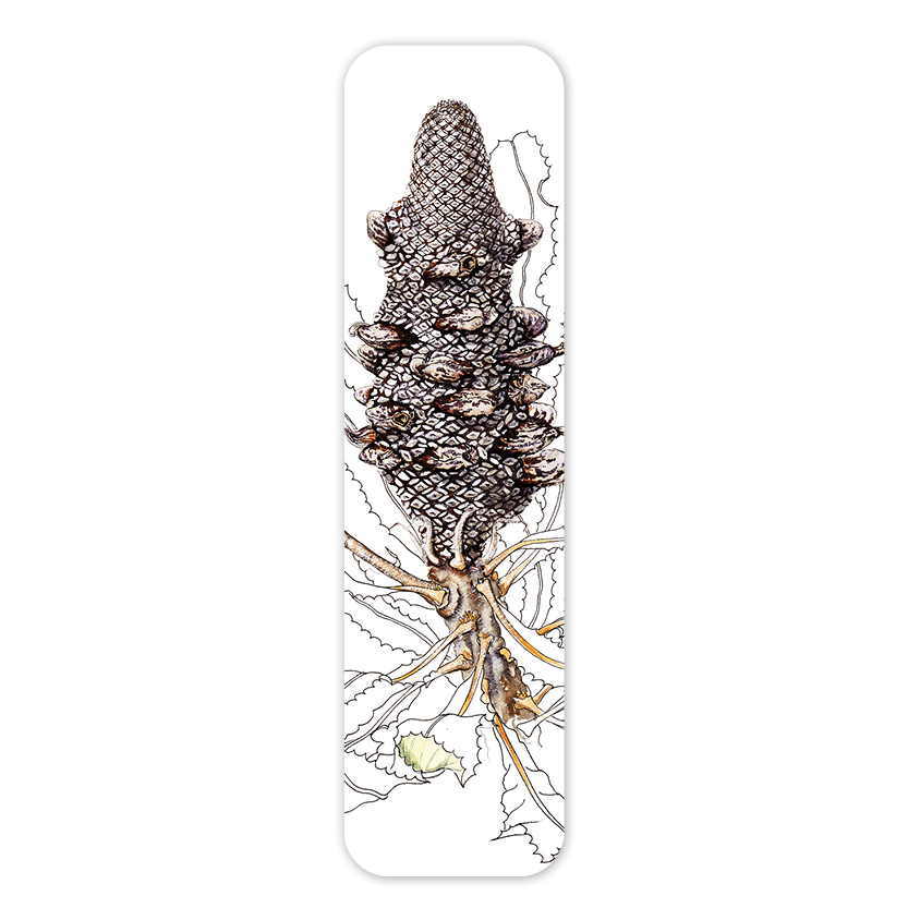 Studio Nikulinsky Bookmark: Firewood Banksia