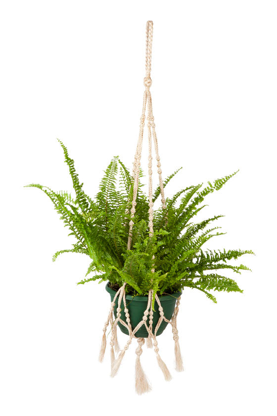Sikar Plant Hanger & Pot Holder