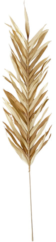 Dried Palm Stem - Natural