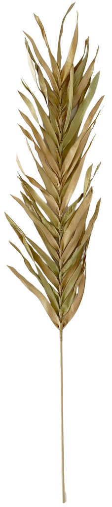Dried Palm Stem - Natural & Green